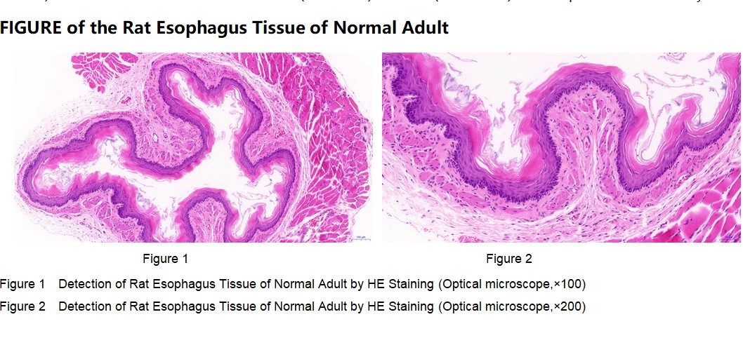 Rat Esophagus Tissue of Normal Adult