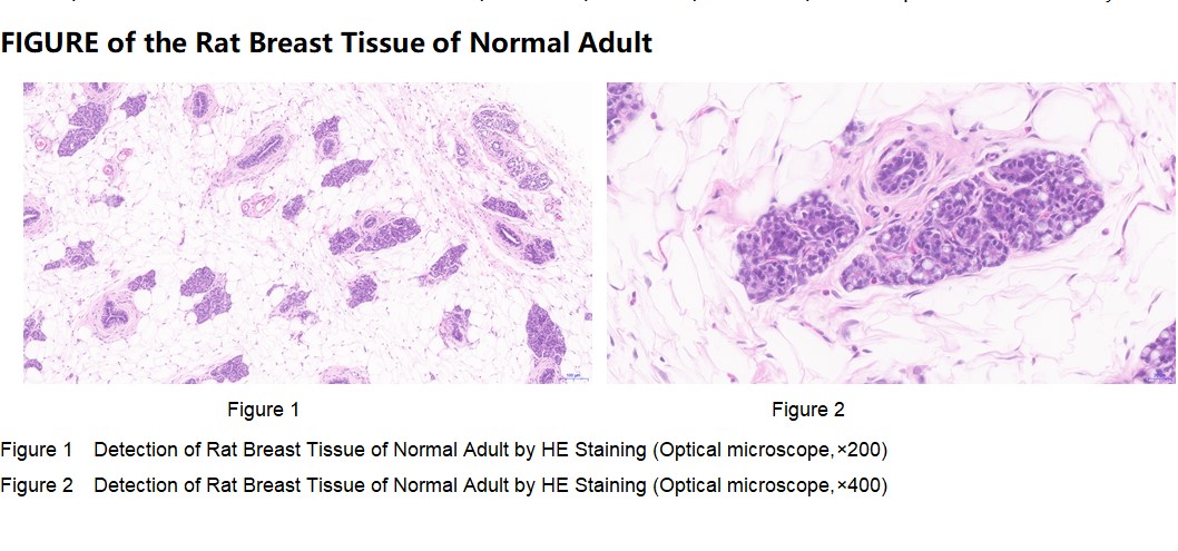 Rat Breast Tissue of Normal Adult
