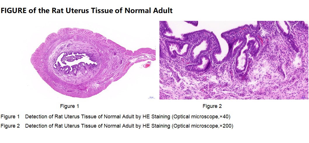 Rat Uterus Tissue of Normal Adult