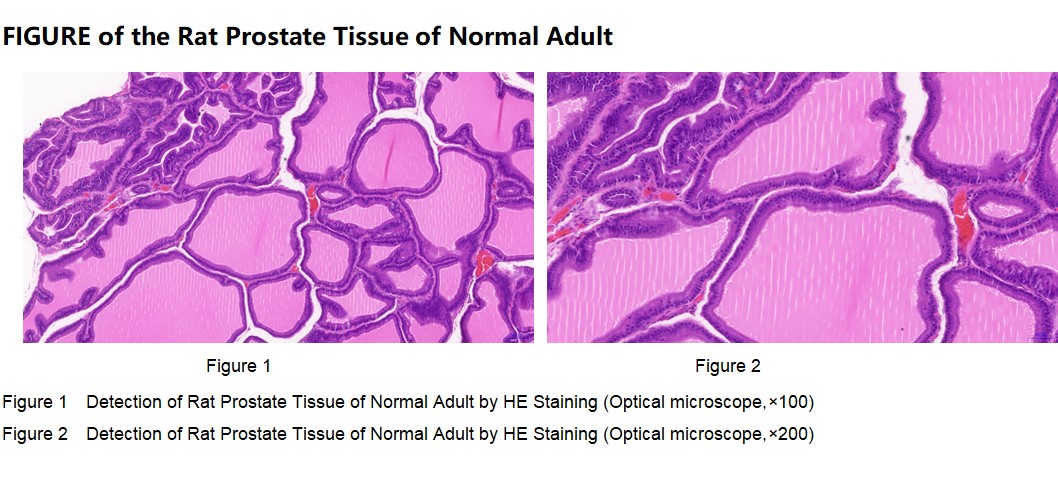 Rat Prostate Tissue of Normal Adult
