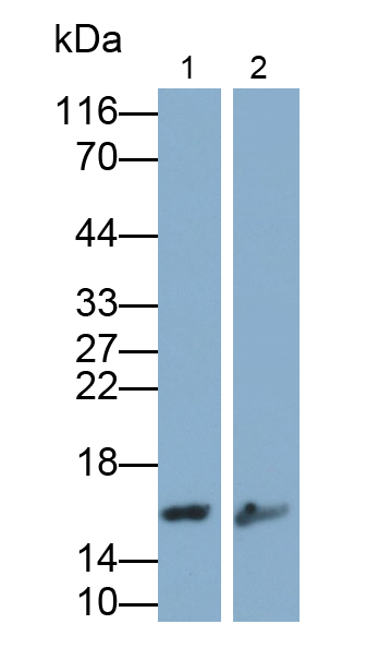 Anti-Histone H3 (H3) Monoclonal Antibody