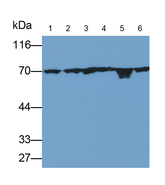 Anti-Heat Shock 70kDa Protein 1A (HSPA1A) Monoclonal Antibody