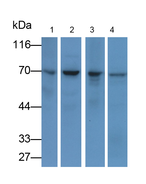 Anti-Heat Shock 70kDa Protein 1A (HSPA1A) Monoclonal Antibody