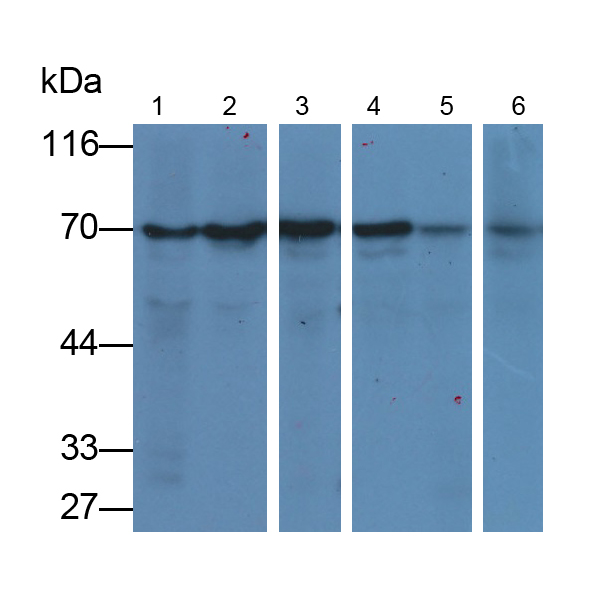 Anti-Heat Shock 70kDa Protein 1A (HSPA1A) Monoclonal Antibody