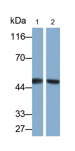 Anti-Beta Actin (ACTB) Polyclonal Antibody