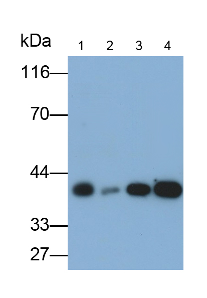 Anti-Glyceraldehyde-3-Phosphate Dehydrogenase (GAPDH) Monoclonal Antibody