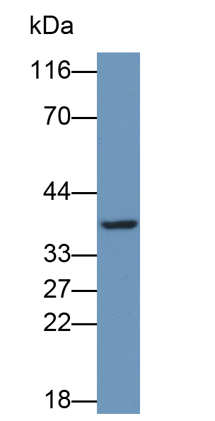 Anti-Glyceraldehyde-3-Phosphate Dehydrogenase (GAPDH) Monoclonal Antibody