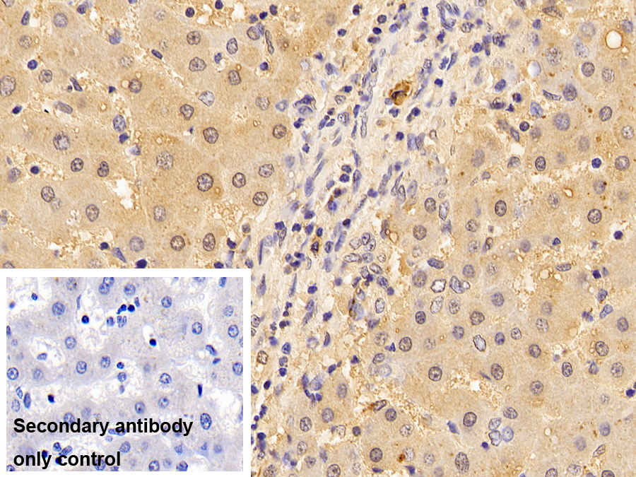 Anti-Lamin B1 (LMNB1) Monoclonal Antibody