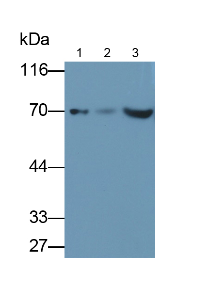 Anti-Succinate Dehydrogenase Complex Subunit A (SDHA) Polyclonal Antibody