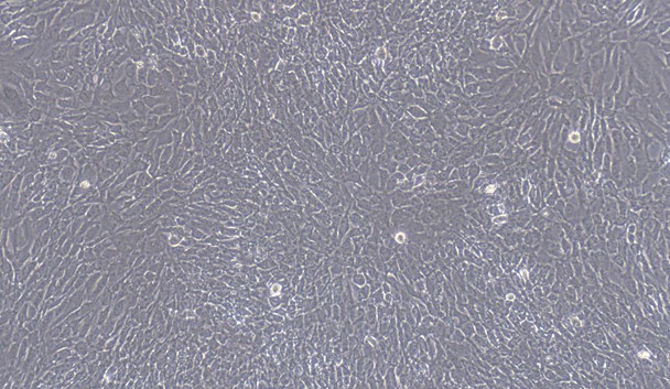 Primary Feline Articular Chondrocytes (AC)