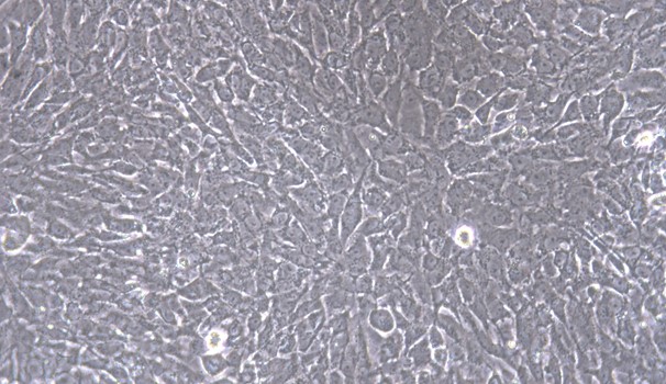Primary Feline Articular Chondrocytes (AC)