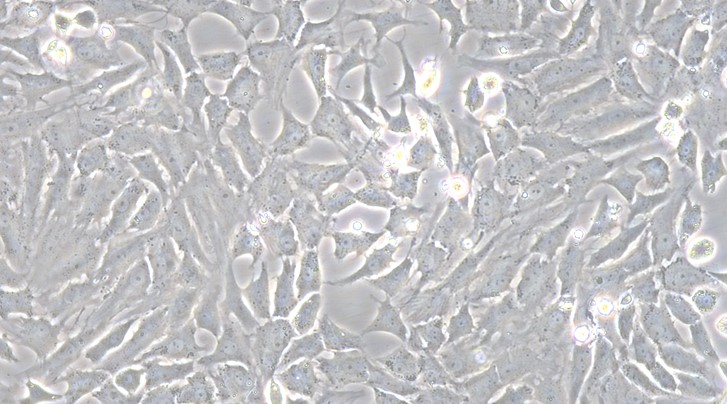 Primary Feline Articular Chondrocytes (AC)