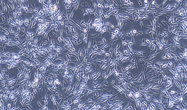 Primary Feline Myocardial Cells (MC)