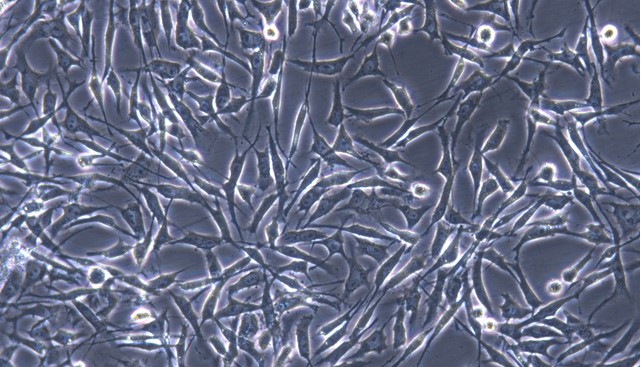 Primary Feline Myocardial Cells (MC)