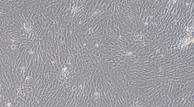 Primary Feline Annulus Fibrosus Cells (AFC)
