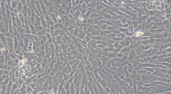 Primary Feline Annulus Fibrosus Cells (AFC)