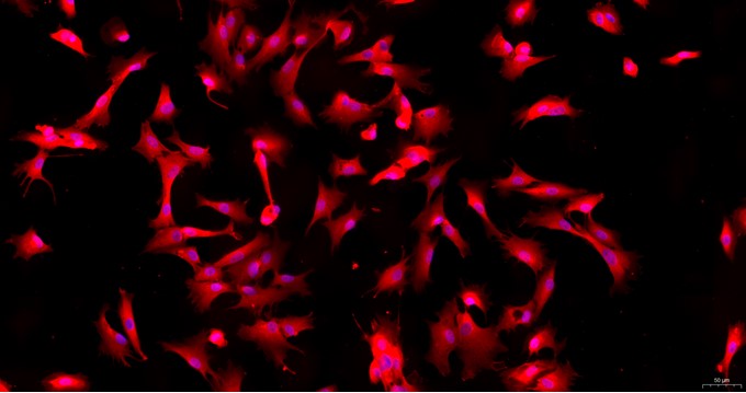 Primary Cavia Annulus Fibrosus Cells (AFC)