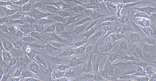 Primary Porcine Annulus Fibrosus Cells (AFC)