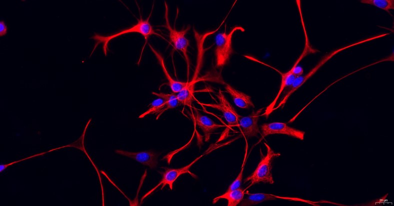 Primary Canine Brain Astrocytes (BA)