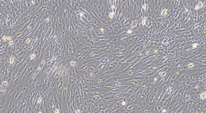 Primary Feline Brain Astrocytes (BA)