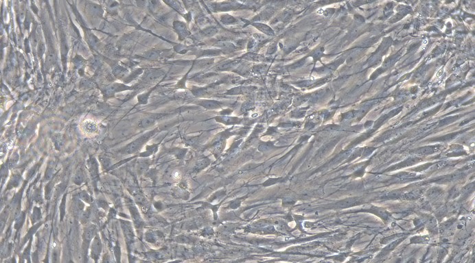 Primary Feline Brain Astrocytes (BA)