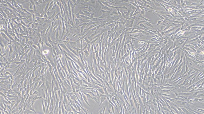Primary Rat Brain Microvascular Endothelial Cells (BMEC)