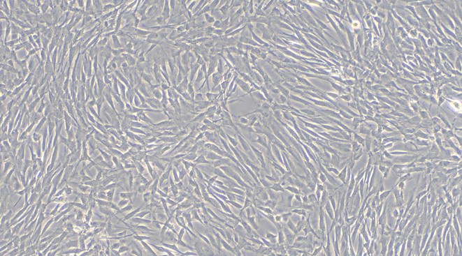 Primary Rat Brain Microvascular Endothelial Cells (BMEC)