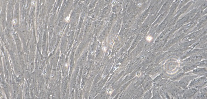 Primary Rabbit Umbilical Mesenchymal Stem Cells (UMSC)