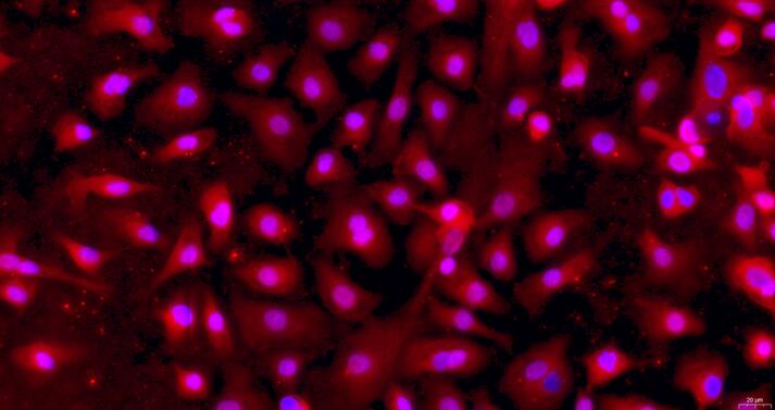 Primary Caprine Corneal Epithelial Cells (CEC)