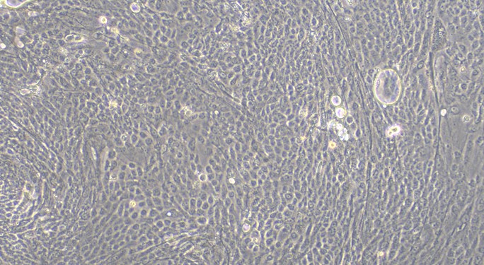 Primary Feline Corneal Epithelial Cells (CEC)