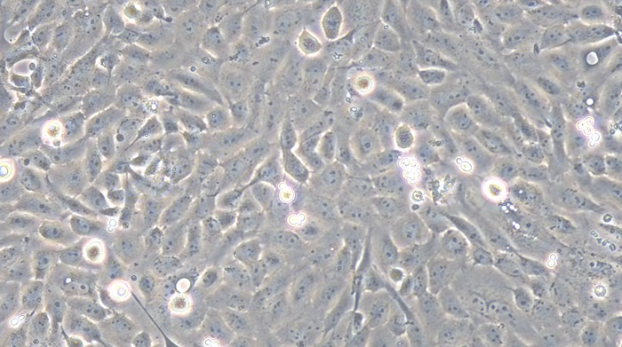 Primary Porcine Corneal Epithelial Cells (CEC)