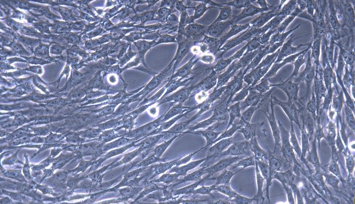 Primary Feline Subcutaneous Preadipocytes (SPrAD)