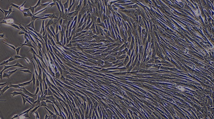Primary Caprine Pulmonary Fibroblasts (PF)