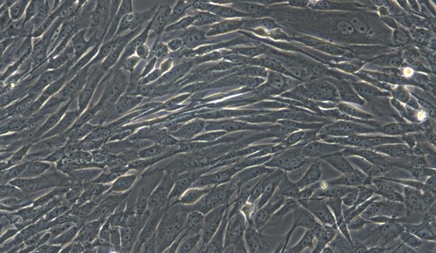 Primary Cavia Pulmonary Fibroblasts (PF)