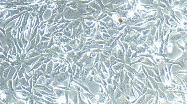 Primary Canine Endometrial Epithelial Cells (EEC)