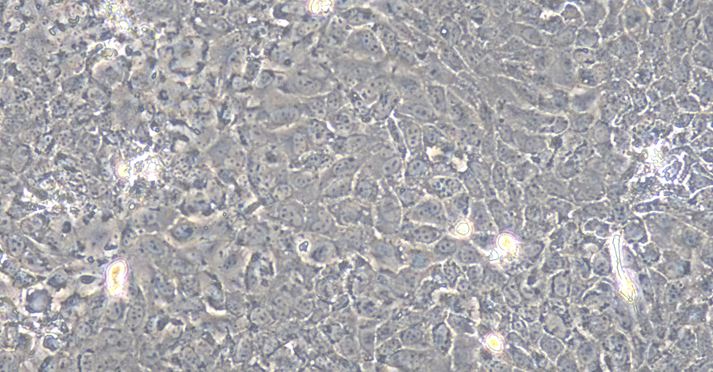 Primary Caprine Endometrial Epithelial Cells (EEC)