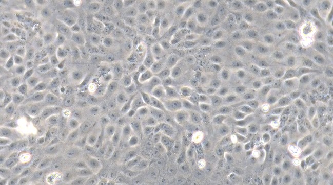 Primary Feline Endometrial Epithelial Cells (EEC)