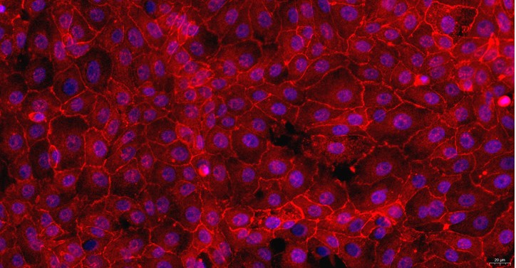 Primary Feline Endometrial Epithelial Cells (EEC)