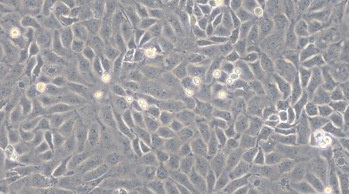 Primary Mouse Endometrial Epithelial Cells (EEC)