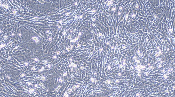 Primary Feline Thymic Fibroblasts (TF)
