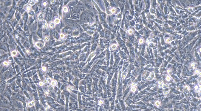 Primary Feline Thymic Fibroblasts (TF)
