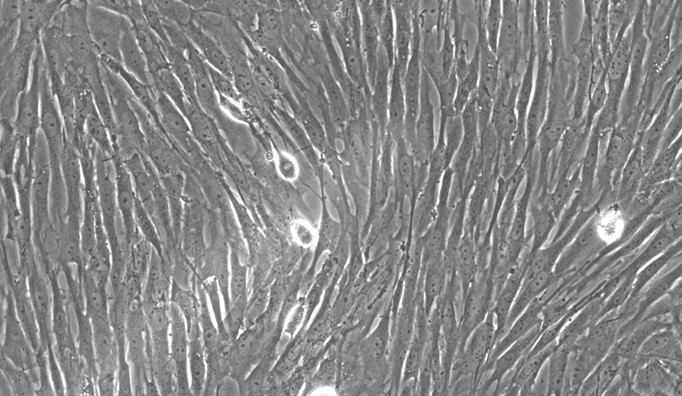 Primary Rat Thymic Fibroblasts (TF)