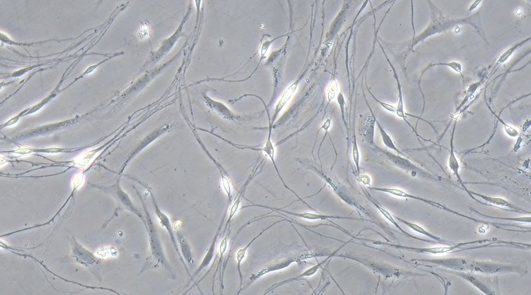 Primary Canine Schwann Cells  (SC)