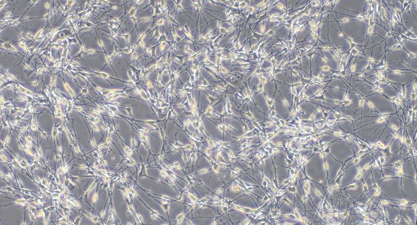 Primary Mouse Schwann Cells  (SC)
