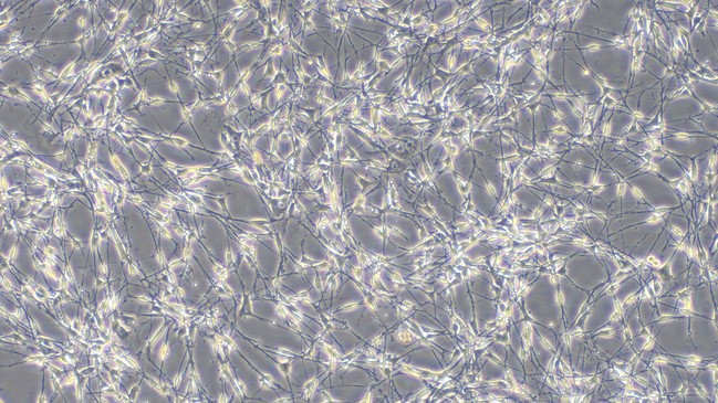 Primary Mouse Schwann Cells  (SC)
