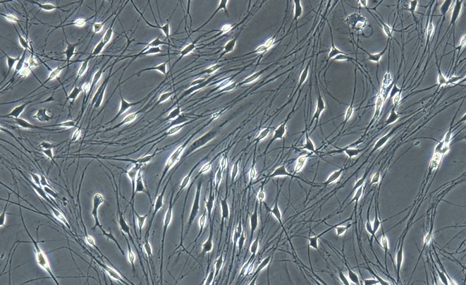 Primary Rat Schwann Cells  (SC)