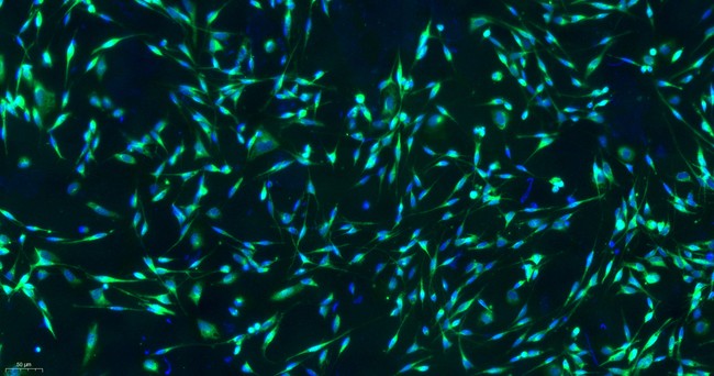 Primary Rat Schwann Cells  (SC)