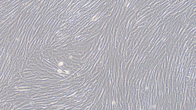 Primary Canine Uterine Smooth Muscle Cells (USMC)