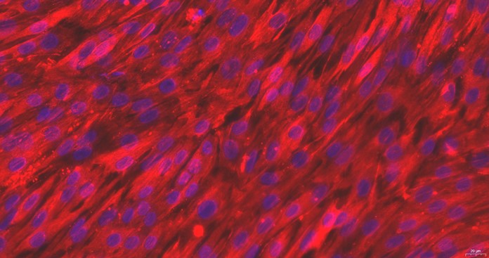 Primary Feline Meningeal Cells (MC)