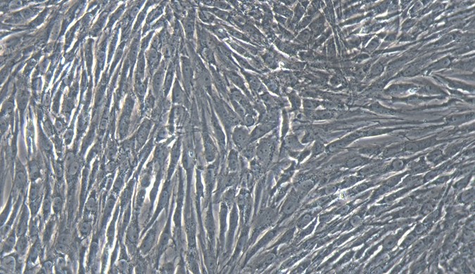 Primary Feline Meningeal Cells (MC)